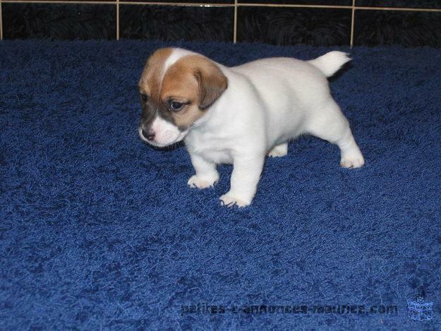 A DONNER chiot Jack Russel LOF, mâle