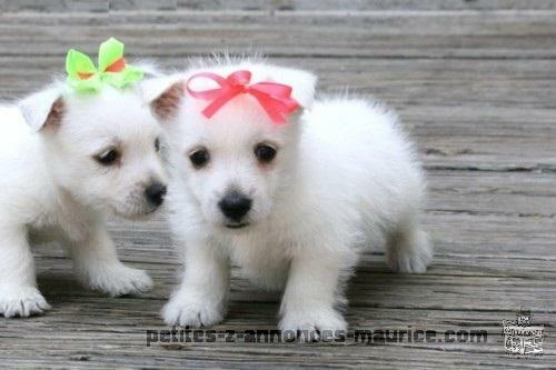 Homme et Femme West Highland White Terrier chiots.