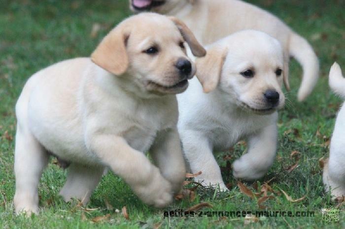 Jolie portée de Chiots Labrador Pour Adoption.