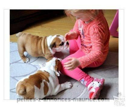 English bulldog Puppies, Pedigree