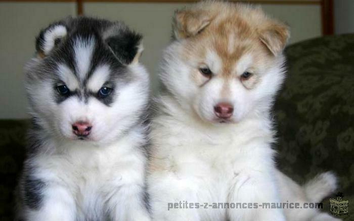 Seeking for Siberian Huskies in Mauritius