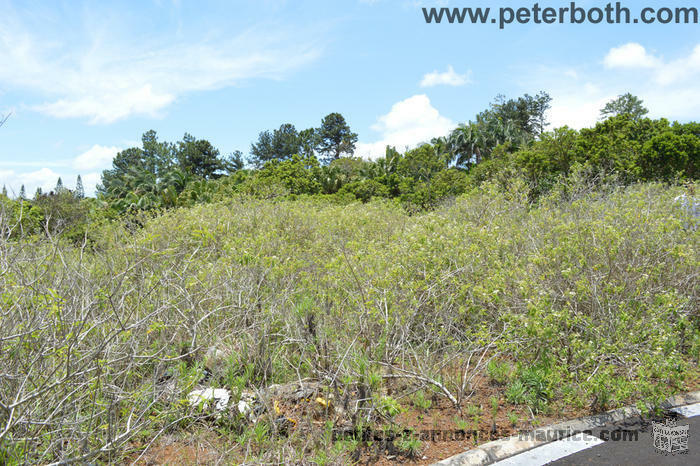 land for sale at floreal