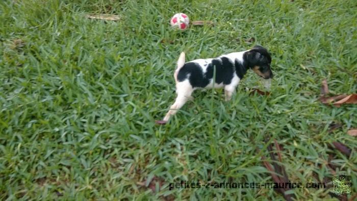 puppies fox terrier