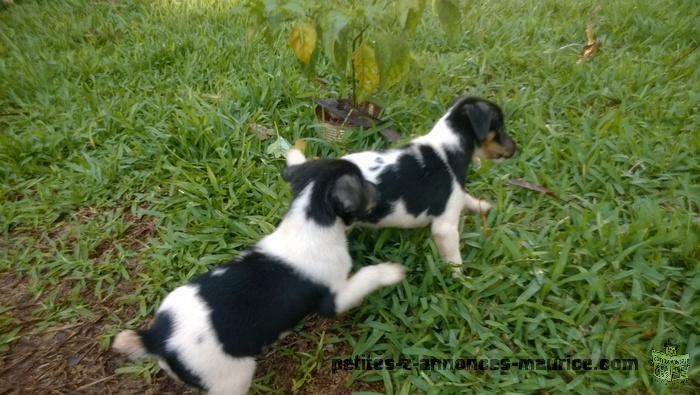 puppies fox terrier