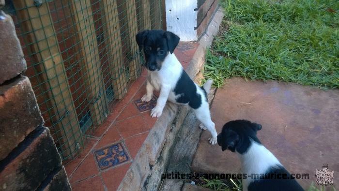 puppies fox terrier