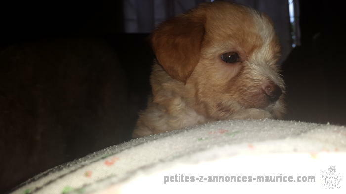 jolies chiot griffon a vendre