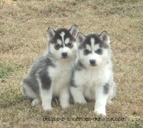 SAILLIE HUSKY SIBERI