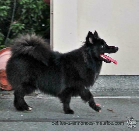 German Spitz for SALE