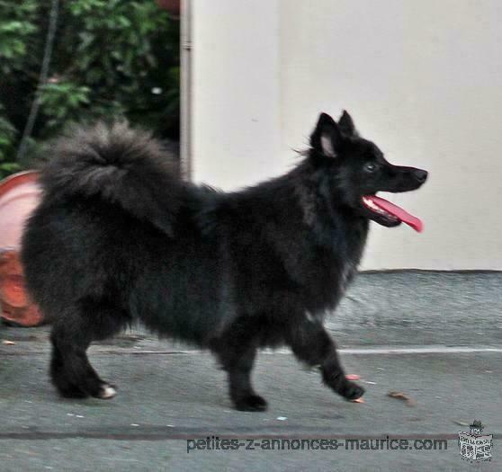 German Spitz for SALE - Mauritius Classified Ad - Dogs, Puppies - Pets ...