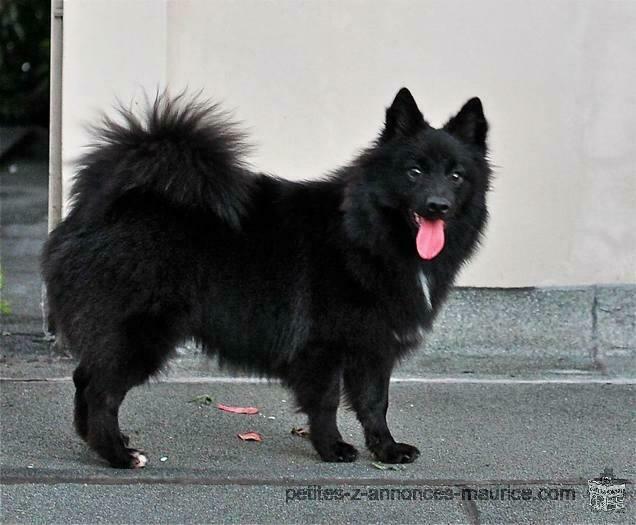 German Spitz for SALE