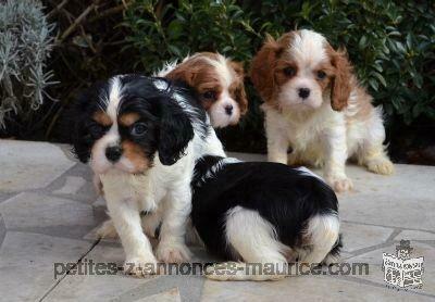 Adorables chiots cavalier king charles