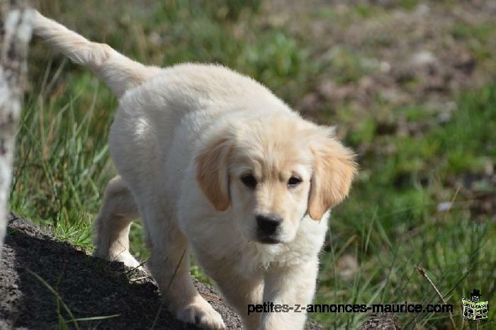 Je souhaiterai adopter un Golden Retriever