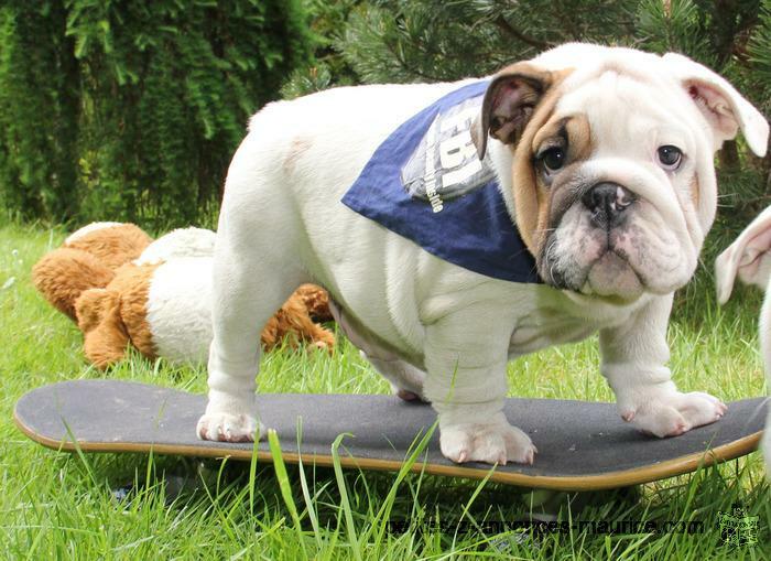 anglais chiots bulldog masculins et féminins pour adoption