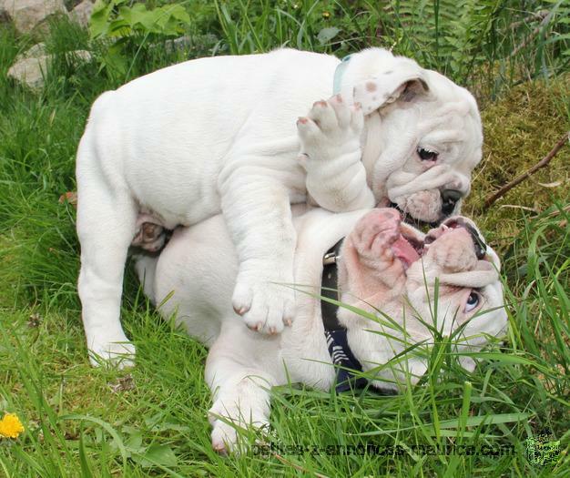 anglais chiots bulldog masculins et féminins pour adoption