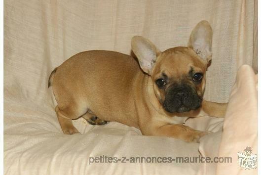 bouledogue français mâle et femelle à vendre