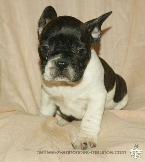 bouledogue français mâle et femelle à vendre