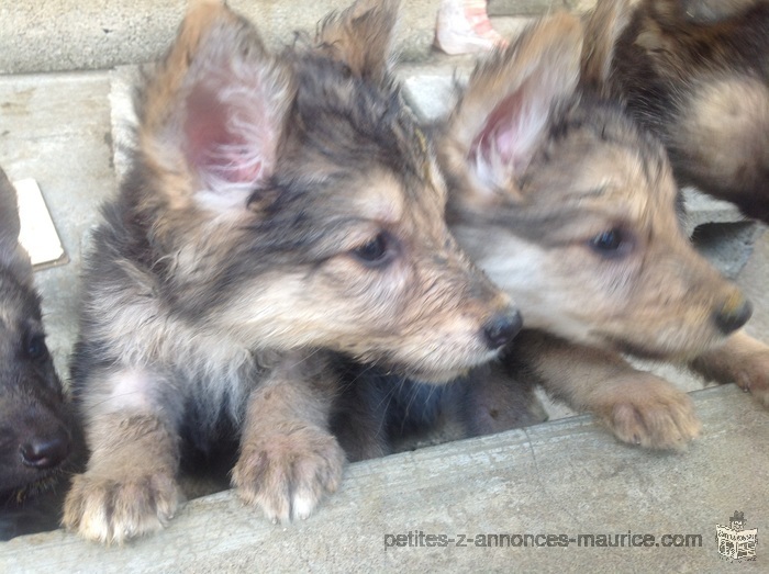 German shepherd puppies for sale