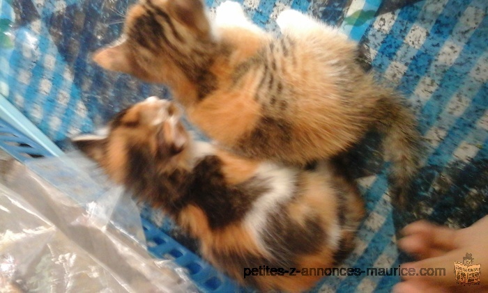 chatons a donner gratuitement