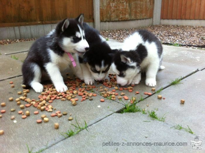 Siberian Husky Puppies for Adoption