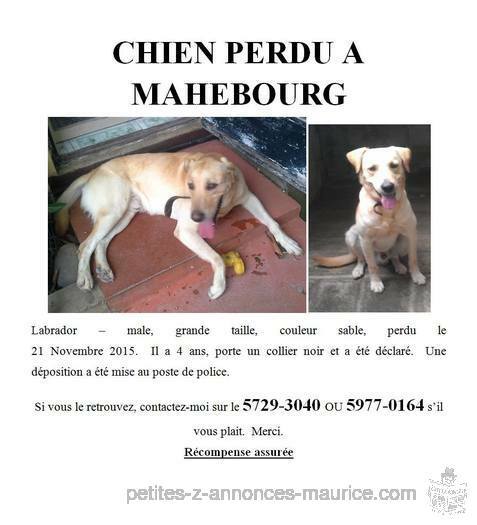 perdu chien