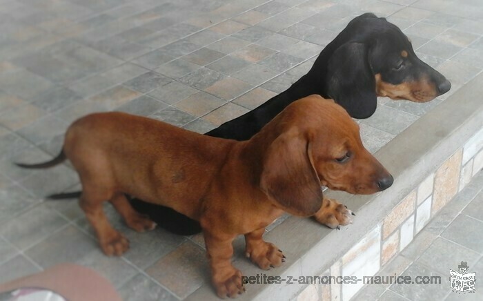 tekel pups , 3 mnth, brown -female, black-male