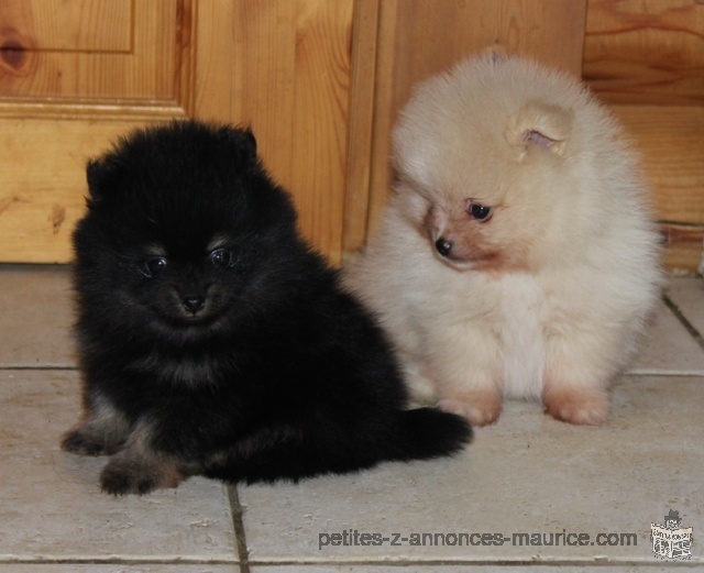 Contre bon soin Deux beaux chiots Spitz