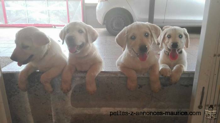 Chiots Labrador a vendre; Pure sang, Rs 14,000; (597-257-96; whatsapp/txt/call)