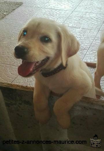 Chiots Labrador a vendre; Pure sang, Rs 14,000; (597-257-96; whatsapp/txt/call)