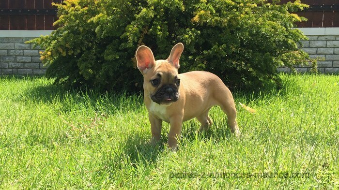 donne contre bon soin hiot bouledogue français femelle