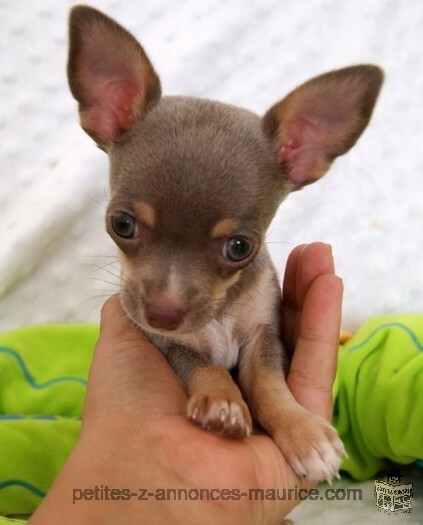 2 chihuahua puppies