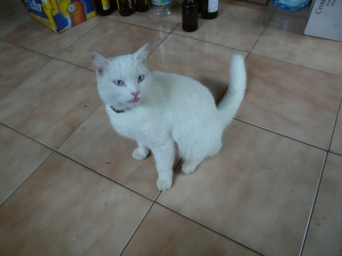Cause moving gives white cat cons good care in Port Louis