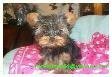 Male and Female Tea-Cup Yorkie for Home