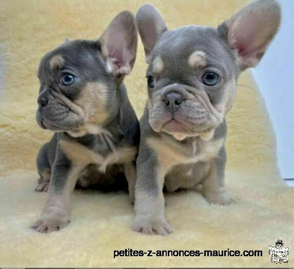Stunning Litter of French Bulldog puppies now ready to go