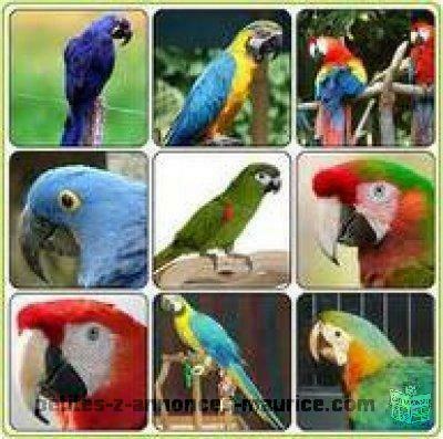macaws, cockatoos, African greys And Fertile Eggs For Sale